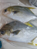 翔泰海南深海金鯧魚700g 2條 燒烤 火鍋 生鮮魚類 BAP認(rèn)證 海鮮水產(chǎn) 曬單實(shí)拍圖