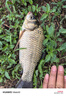 光威（GW）劍手湖庫長(cháng)竿9米釣魚(yú)竿超輕超硬碳素臺釣竿打窩竿漁釣竿 曬單實(shí)拍圖