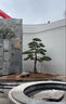 造型松樹(shù)黑松油松庭院松園林景觀(guān)松四季常青 其他規格造型松 具體規格造型咨詢(xún)客服 曬單實(shí)拍圖