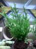 瘋狂水草魚(yú)缸火山石凈化水質(zhì)的水草艷丁香綠菊花大對(duì)葉水羅蘭源頭直發(fā)包郵 曬單實(shí)拍圖