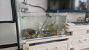 森森 超白玻璃小魚缸HWK-600P裸缸款水草缸金魚缸小型水族箱水草缸  曬單實拍圖