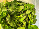 綠食者 新鮮羅勒葉500g 西餐香料 意大利面青醬香料調料 新鮮蔬菜 500g 曬單實(shí)拍圖