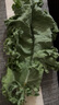 京地達山東新鮮羽衣甘藍凈重3斤 新鮮蔬菜 榨汁 沙拉食材 源頭直發(fā)包郵 曬單實(shí)拍圖