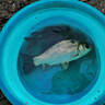 光威（GW） 光威魚竿龍?jiān)瞥才_(tái)釣竿 碳素魚竿超硬魚桿28調(diào)鯉魚黑坑 5.4m 龍?jiān)迫?曬單實(shí)拍圖