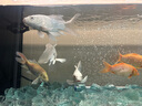 當貝魚(yú)缸過(guò)濾器N1 700升 壁掛式凈水循環(huán)系統 外置過(guò)濾桶靜音水泵  曬單實(shí)拍圖