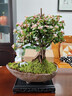 金枝玉葉老樁盆景室內好養茶桌書(shū)桌辦公室會(huì )所年宵花好養 鎏金盆金枝玉葉30-40高+底座 曬單實(shí)拍圖