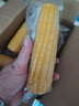 京鮮生 東北黃糯玉米260g*10棒 新鮮甜糯玉米棒真空包裝粘玉米 源頭直發(fā) 曬單實(shí)拍圖