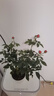 :果汁陽(yáng)臺月季花苗帶花苞四季月季花苗月季帶花苗濃香型花卉大全 【紅蘋(píng)果】中大苗（勤花）][原土育苗盆發(fā)貨 曬單實(shí)拍圖
