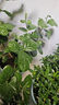 三思植物燈仿太陽(yáng)全光譜懸掛植物生長(cháng)燈補光燈-100W大功率可調光 曬單實(shí)拍圖