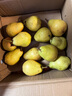 序鮮途甘肅老品種香蕉梨洋梨太婆梨子啤梨老人吃的面梨水果禮盒 凈重8.5-9斤中果【25-30顆】 曬單實(shí)拍圖