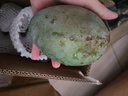 四川凱特芒果新鮮芒果 貴妃芒應(yīng)當(dāng)季水果 帶箱4斤 300g+ 曬單實(shí)拍圖