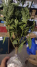 珊瑚豆珊瑚櫻看櫻桃盆栽冬珊瑚室內(nèi)陽臺(tái)吉慶果開花觀果四季果植物 小苗多分支 曬單實(shí)拍圖