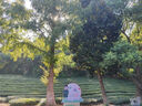 范思藍(lán)恩早秋氛圍感不對(duì)稱設(shè)計(jì)純棉吊帶連衣裙女2024新款無(wú)袖方領(lǐng)顯瘦裙子 黑色 S 曬單實(shí)拍圖