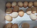 神丹可生食鮮雞蛋禮盒 無(wú)抗雞蛋谷物飼養雞蛋禮盒 30枚  3斤 曬單實(shí)拍圖