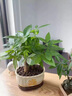 幼薇發(fā)財樹盆栽樹樁招財室內(nèi)大型綠植開業(yè)送禮前臺大號金錢樹四季常青 三棵發(fā)財樹+財源廣進(jìn)C款瓷盆 帶盆栽好 曬單實拍圖