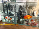 森森（SUNSUN）耀藍(lán)魚缸壁掛式過(guò)濾器外置小型過(guò)濾桶凈水過(guò)濾循環(huán)系統(tǒng)YBG-300 曬單實(shí)拍圖