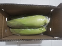 佳農寶菜山東新鮮水果玉米鮮嫩多汁健康輕食玉米4-6根4.5斤裝源頭直發(fā) 曬單實(shí)拍圖