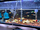 尼特利 NETLEA過(guò)濾桶2號前置桶魚(yú)缸外置無(wú)動(dòng)力魚(yú)缸過(guò)濾器草缸凈水過(guò)濾循環(huán)系統 16mm半棉版（接內徑16mm軟管） 曬單實(shí)拍圖