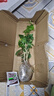 茉莉花苗盆栽帶花苞九里香老樁花卉植物室內(nèi)濃香四季開花好養(yǎng) 大份茉莉花【4-6顆】花苞飽滿 曬單實(shí)拍圖