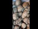京地達山東牛奶小芋頭 凈重3斤 精品中果25g+  毛芋頭蔬菜源頭直發(fā)包郵 曬單實(shí)拍圖