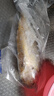 三都港 冷凍寧德大黃魚(yú)700g/2條裝 黃花魚(yú) 生鮮魚(yú)類(lèi) 深海魚(yú) 中秋 曬單實(shí)拍圖