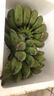 春福樂(lè ) 廣西小米蕉香蕉【源頭直發(fā)】10水果整斤小香蕉粉蕉自然熟蘋(píng)果蕉 精品5斤裝【老農手挑】?jì)?.5斤 曬單實(shí)拍圖