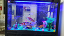 閩江（minjiang）魚(yú)缸水族箱免換水生態(tài)造景客廳風(fēng)金龍魚(yú)缸玻璃烏龜缸錦鯉缸 黑色（禮包+造景+升級過(guò)濾） 長(cháng)100*寬30*高71.5（魚(yú)缸缸體） 曬單實(shí)拍圖