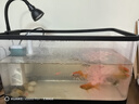 闊庭（KUOTING）負壓缸魚缸客廳桌面真空懸浮斗魚缸創(chuàng)意造景生態(tài)魚缸黑色款 曬單實拍圖