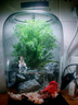 苔蘚微景觀(guān)生態(tài)瓶趣味造景綠植創(chuàng  )意禮物盆栽魚(yú)缸好養活桌面臥室 小貓釣魚(yú)（霧凇款）+木質(zhì)燈座 16*16*22（圓） 曬單實(shí)拍圖
