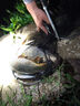 富源百川317二代綜合魚竿鯽魚竿鯉魚臺釣手桿釣魚桿碳素超輕超硬魚桿 3.9m 曬單實(shí)拍圖