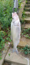 SHIMANO日本進(jìn)口魚(yú)線(xiàn)線(xiàn)PE線(xiàn)線(xiàn)路亞專(zhuān)用遠投線(xiàn)線(xiàn)超順滑中國紅8編大力馬魚(yú) 12編ygkPE線(xiàn) 線(xiàn)五彩120米【送真碳線(xiàn) 線(xiàn)】 0.6號 曬單實(shí)拍圖