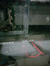 萬競 AMD全新RX580/RX590/RX5700XT/RX6750GRE獨顯電腦臺式機(jī)顯卡電競游戲直播設(shè)計三角洲打瓦游戲顯卡 【全新盒裝】RX6600 8G 電競M版 曬單實拍圖