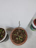 棗樹(shù)活苗新品種特大帝王蟠棗樹(shù)苗南北方四季種植果樹(shù)樹(shù)苗當年結果 2年苗1棵現挖發(fā)貨 (包成活 ) 10cm(含)-9cm(含) 曬單實(shí)拍圖
