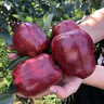 玖原農珍甘肅花牛蘋(píng)果當季現摘源頭直發(fā)中秋禮品水果 5斤凈重4.5斤優(yōu)選果 曬單實(shí)拍圖