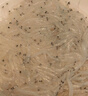 純色本味 冷凍小銀魚(yú) 320g 健康輕食  中秋 燒烤 生鮮魚(yú)類(lèi)  曬單實(shí)拍圖
