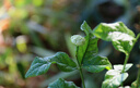臨雅虎頭茉莉花盆栽老樁室內(nèi)花卉陽臺(tái)花苗綠植物好養(yǎng)原土盆源頭直發(fā) 曬單實(shí)拍圖
