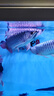 賣(mài)魚(yú)七郎 青島海捕大鲅魚(yú)整條凈重5斤（5-8條）馬鮫魚(yú)海鮮生鮮魚(yú)類(lèi) 曬單實(shí)拍圖