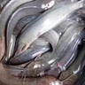 谷道香鯰魚(yú)專(zhuān)用餌料濃腥鯰魚(yú)胡子鯰誘餌誘食劑野釣窩料飼料鯰魚(yú)小藥餌料 1瓶裝【秘制血螺】無(wú)效包退 曬單實(shí)拍圖