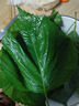 良知農哥 【順豐】東北新鮮蘇子葉 蘇紫葉蘇菜葉 健康輕食 500g約170-200片左右 曬單實(shí)拍圖