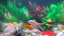 萌嘟星寵魚(yú)缸造景裝飾擺件石拱橋仿真假山樹(shù)脂躲避洞 大號(hào) 曬單實(shí)拍圖