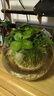 大葉銅錢(qián)草水培植物室內好養魚(yú)缸水草專(zhuān)用水養金錢(qián)草花卉綠植盆栽 銅錢(qián)草1盆不含盆+送營(yíng)養液 曬單實(shí)拍圖