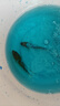 錦鯉魚(yú)活魚(yú)觀(guān)賞魚(yú)純種魚(yú)大型紅白冷水淡水好養耐活金魚(yú)小魚(yú)苗錦鯉 11-13cm三色2條 曬單實(shí)拍圖