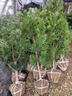 鼎曳羅漢松樹(shù)苗庭院大樹(shù)雀舌耐寒造型樹(shù)樁別墅盆景植物 羅漢松樹(shù)2公分粗 原土發(fā)貨 曬單實(shí)拍圖