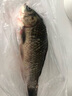 沢素灣正宗千島湖鯽魚(yú)鮮活土鯽魚(yú)老人孕產(chǎn)婦寶寶燉湯食補送禮盒 江浙滬皖陸運包活 3斤 曬單實(shí)拍圖