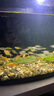 森森（SUNSUN）耀藍魚缸壁掛式過濾器YBF-500外置過濾桶【魚便分離+過濾升級】6W 曬單實拍圖