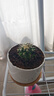 泰西絲金琥仙人掌球多肉植物盆栽綠植小盆栽 金琥+白瓷盆含托 源頭直發(fā) 曬單實(shí)拍圖