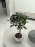 臨雅四季桂花盆栽樹(shù)苗新中式盆景矮樁辦公室綠植物花瓣瓷盆源頭直發(fā) 曬單實(shí)拍圖