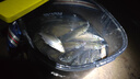 釣魚(yú)酒米窩料紅蟲(chóng)打窩維它米鯽魚(yú)野釣鯉魚(yú)草魚(yú)餌魚(yú)食底窩漁具一瓶 維他米（紅米）800克*1瓶 曬單實(shí)拍圖
