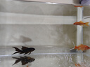 坤寧王金晶超白玻璃魚(yú)缸40造景裸缸客廳桌面溪流缸一體缸水族箱40*23*25 曬單實(shí)拍圖
