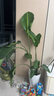 植男植女天堂鳥盆栽客廳室內(nèi)好養(yǎng)大型落地真綠植辦公室植物鶴望蘭源頭直發(fā) 曬單實拍圖